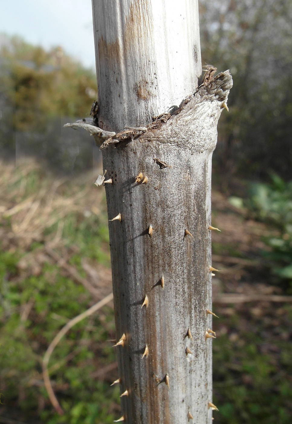 Изображение особи Dipsacus laciniatus.