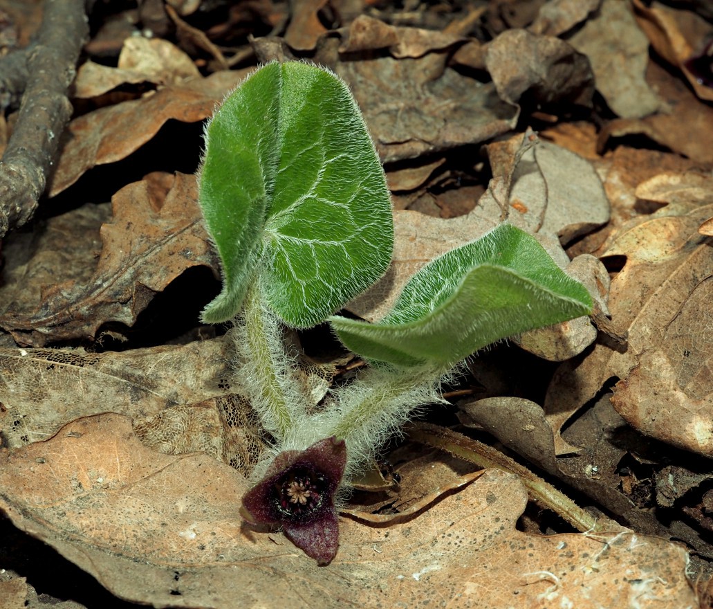 Image of Asarum europaeum specimen.