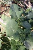 Arctium leiospermum