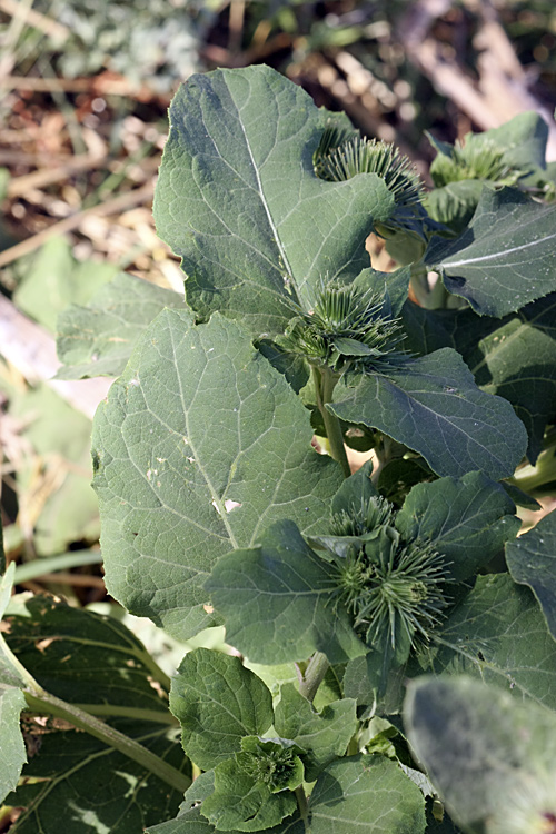 Изображение особи Arctium leiospermum.