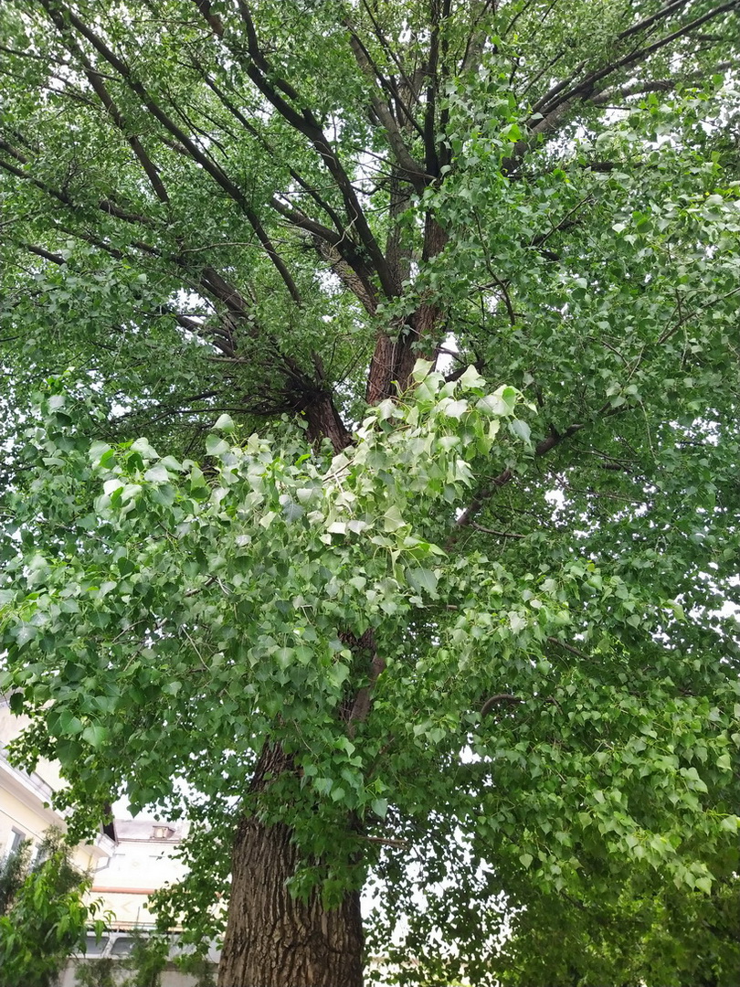 Image of genus Populus specimen.