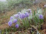 Pulsatilla multifida. Цветущее растение после дождя. Амурская обл., Архаринский р-н, отроги Малого Хингана, горный луг на склоне южной экспозиции. 22.05.2022.