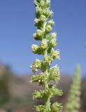 Reseda luteola. Часть соцветия. Узбекистан, Джизакская обл., Фаришский р-н, 4 км ЮЗ пос. Янгикишлак, сухое щебнистое русло ручья на дне балки. 2 июня 2023 г.