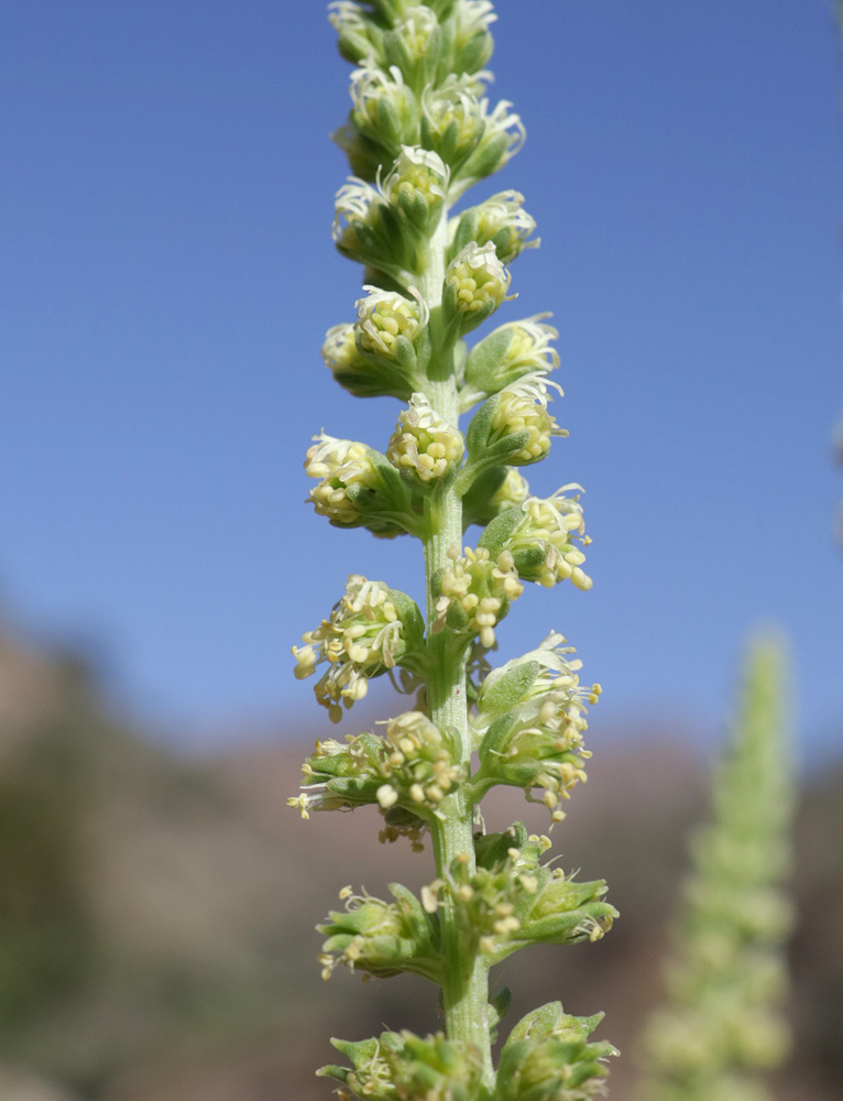 Изображение особи Reseda luteola.