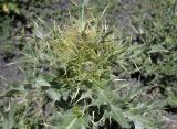 Cirsium pugnax