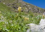 Pedicularis condensata. Цветущее растение. Карачаево-Черкесия, Урупский р-н, Кавказский биосферный заповедник, Имеретинский горный узел, СВ склон пика Ставрополь, верхняя стоянка Имеретинской тропы, ≈ 2400 м н.у.м., альпийский луг. 28.07.2022.