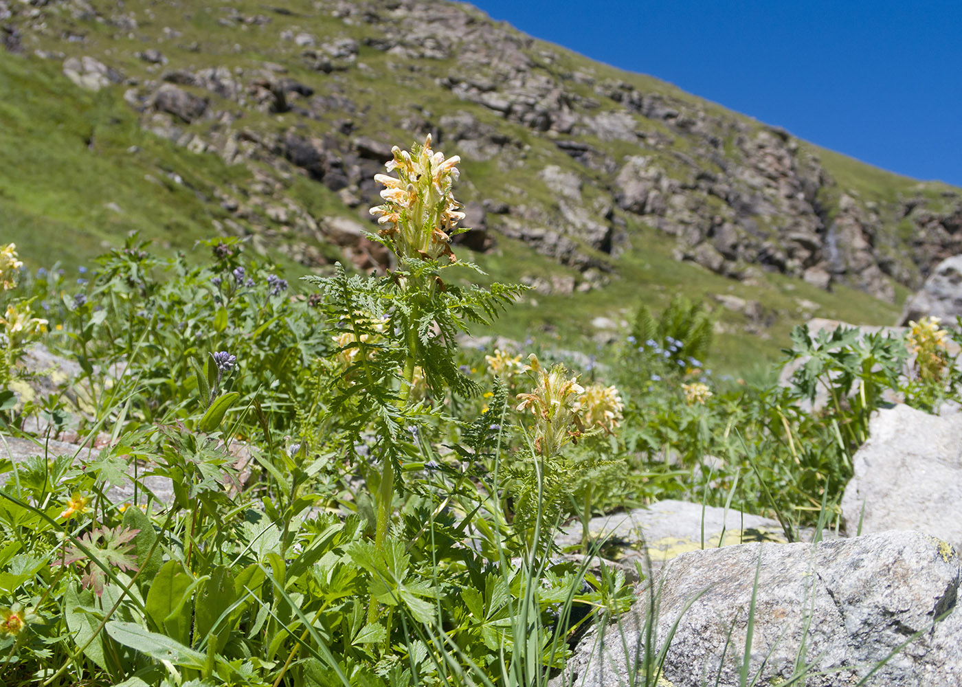 Image of Pedicularis condensata specimen.