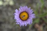 Erigeron thunbergii