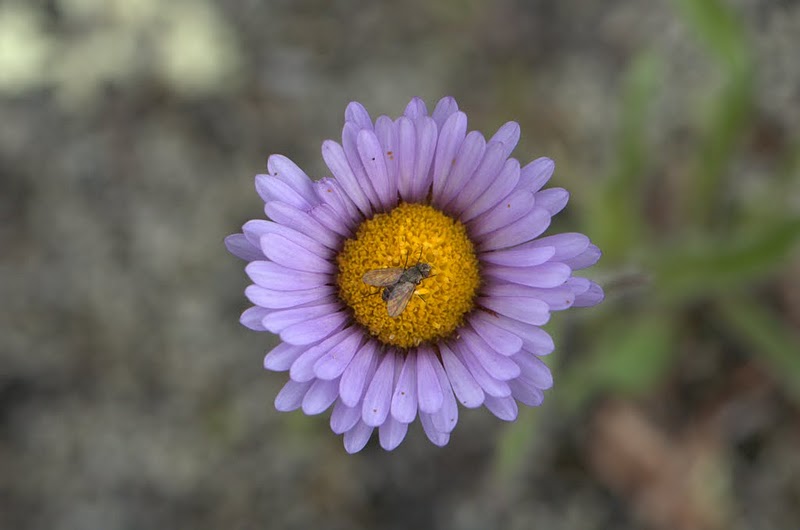 Изображение особи Erigeron thunbergii.