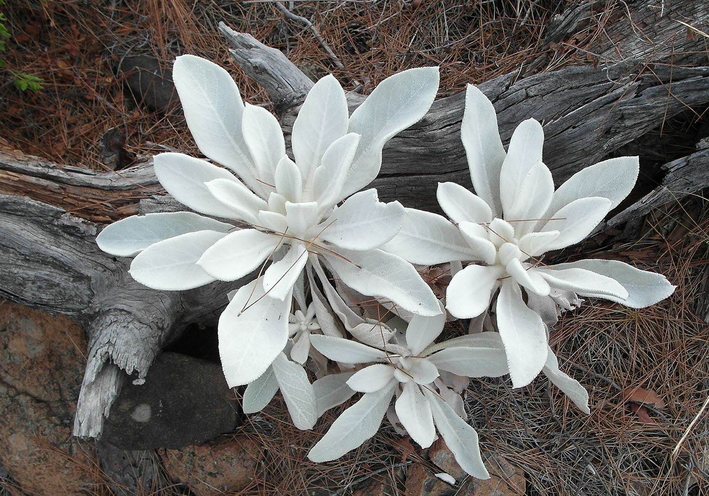 Image of genus Verbascum specimen.