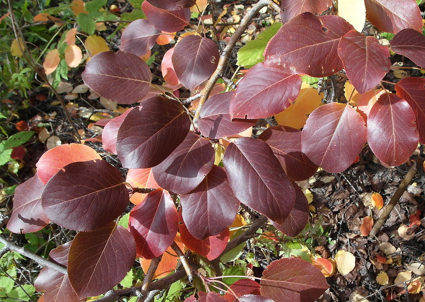 Image of Pyrus communis specimen.