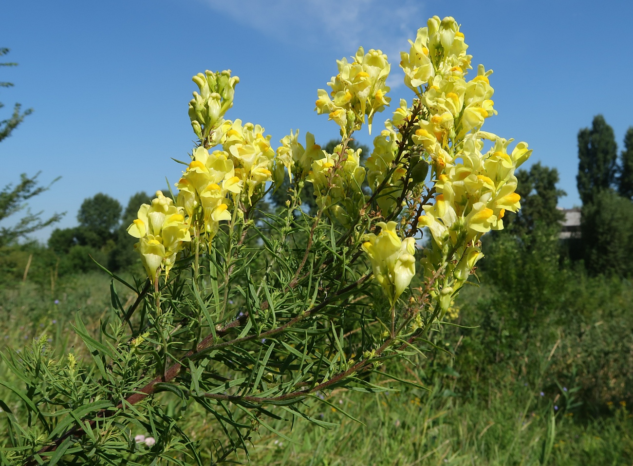 Image of Linaria vulgaris specimen.