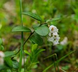 Vaccinium vitis-idaea. Верхушка цветущего побега. Свердловская обл., Карпинский ГО, ур. Галка, долина р. Каква, опушка смешанного леса, в моховой подушке. 9 июня 2023 г.