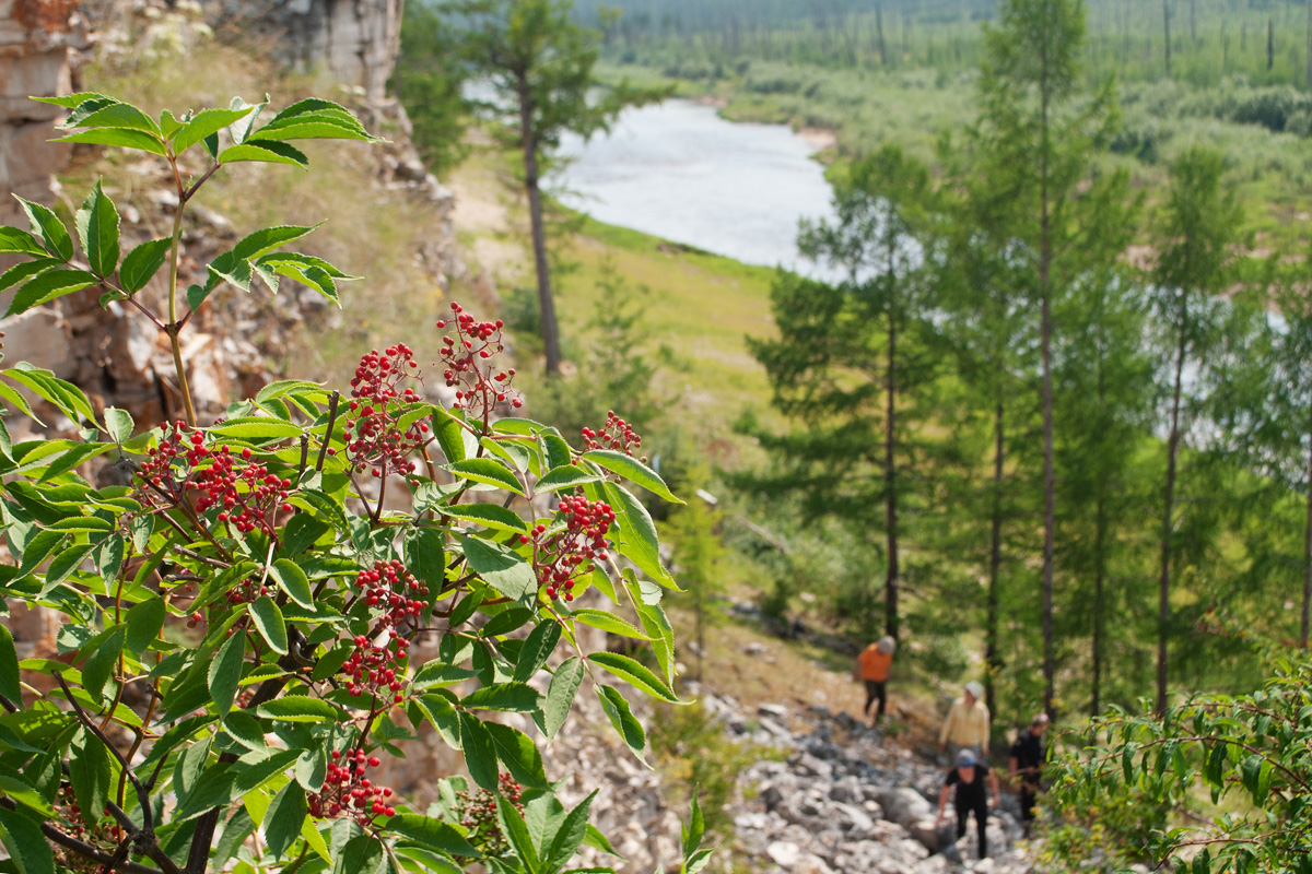 Изображение особи Sambucus manshurica.