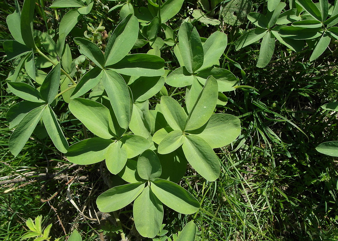 Image of Gymnospermium alberti specimen.