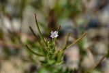 род Epilobium