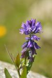 Polygala alpicola. Верхушка цветущего растения. Карачаево-Черкесия, Карачаевский р-н, Большой Кавказ, правый берег р. Кичкинекол (Узункольский), ≈ 2200 м н.у.м., частично задернованная каменная россыпь, среди камней. 21.07.2023.