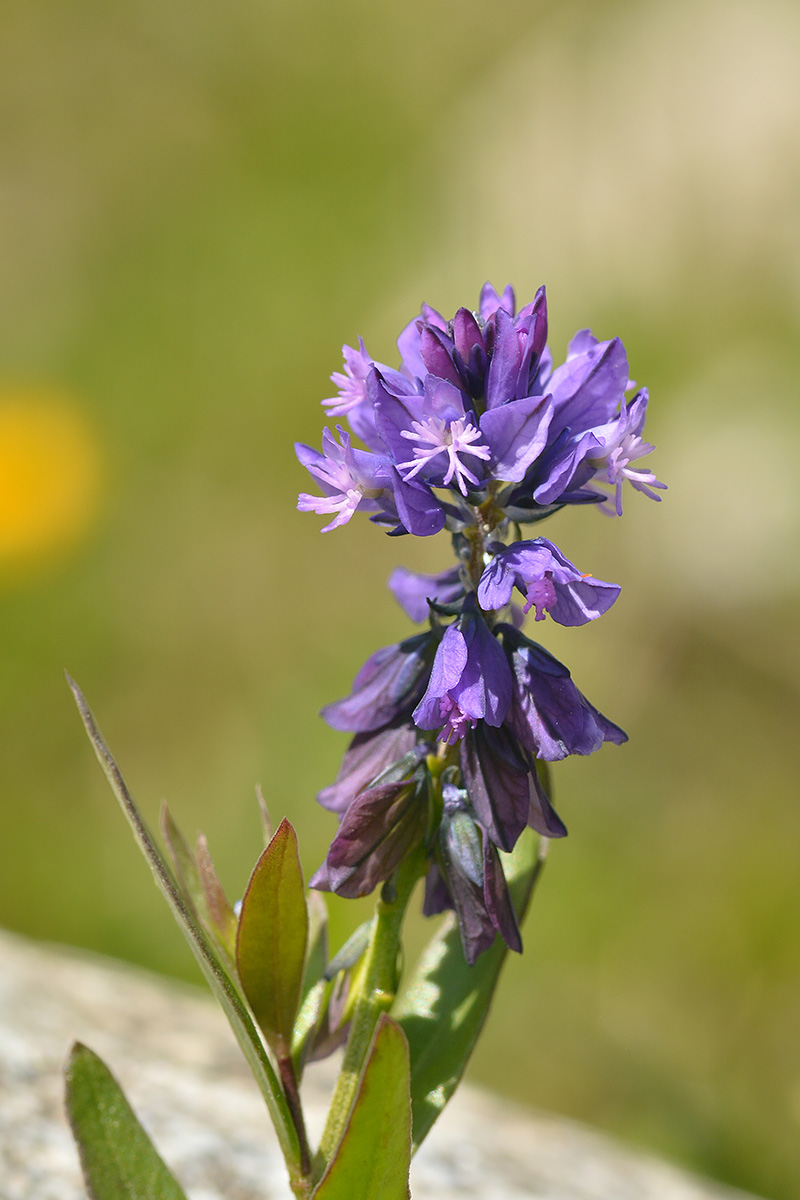 Image of Polygala alpicola specimen.