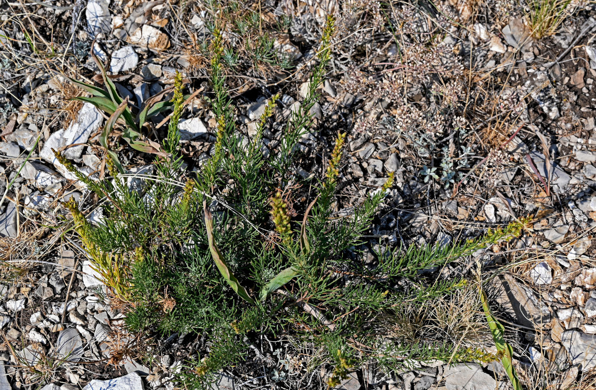 Изображение особи Artemisia salsoloides.