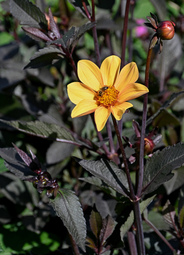 Image of Dahlia pinnata specimen.