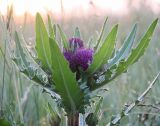 Cirsium esculentum. Верхушка цветущего растения. Новосибирская обл., Ордынский р-н, с. Новопичугово. Август 2009 г.