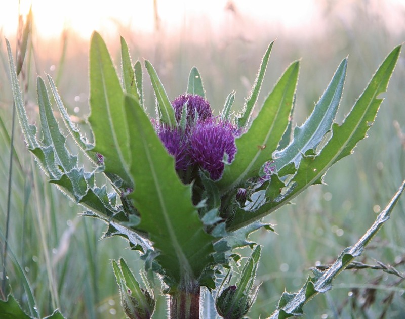 Изображение особи Cirsium esculentum.