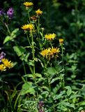 Inula aspera