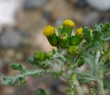 Senecio vulgaris