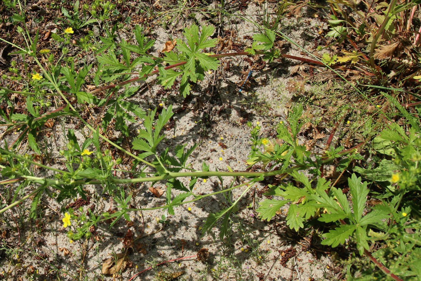 Image of Potentilla intermedia specimen.