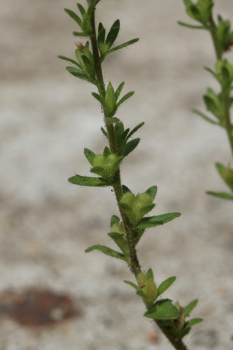 Image of Veronica arvensis specimen.