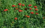 Lychnis chalcedonica