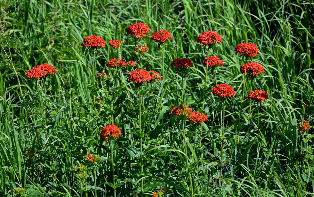 Изображение особи Lychnis chalcedonica.