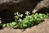 Saxifraga sibirica. Цветущее растение. Адыгея, Кавказский биосферный заповедник, плато Лаго-Наки, хр. Каменное Море, 250 м к югу от ретранслятора, большой карстовый провал. 16 августа 2023 г.