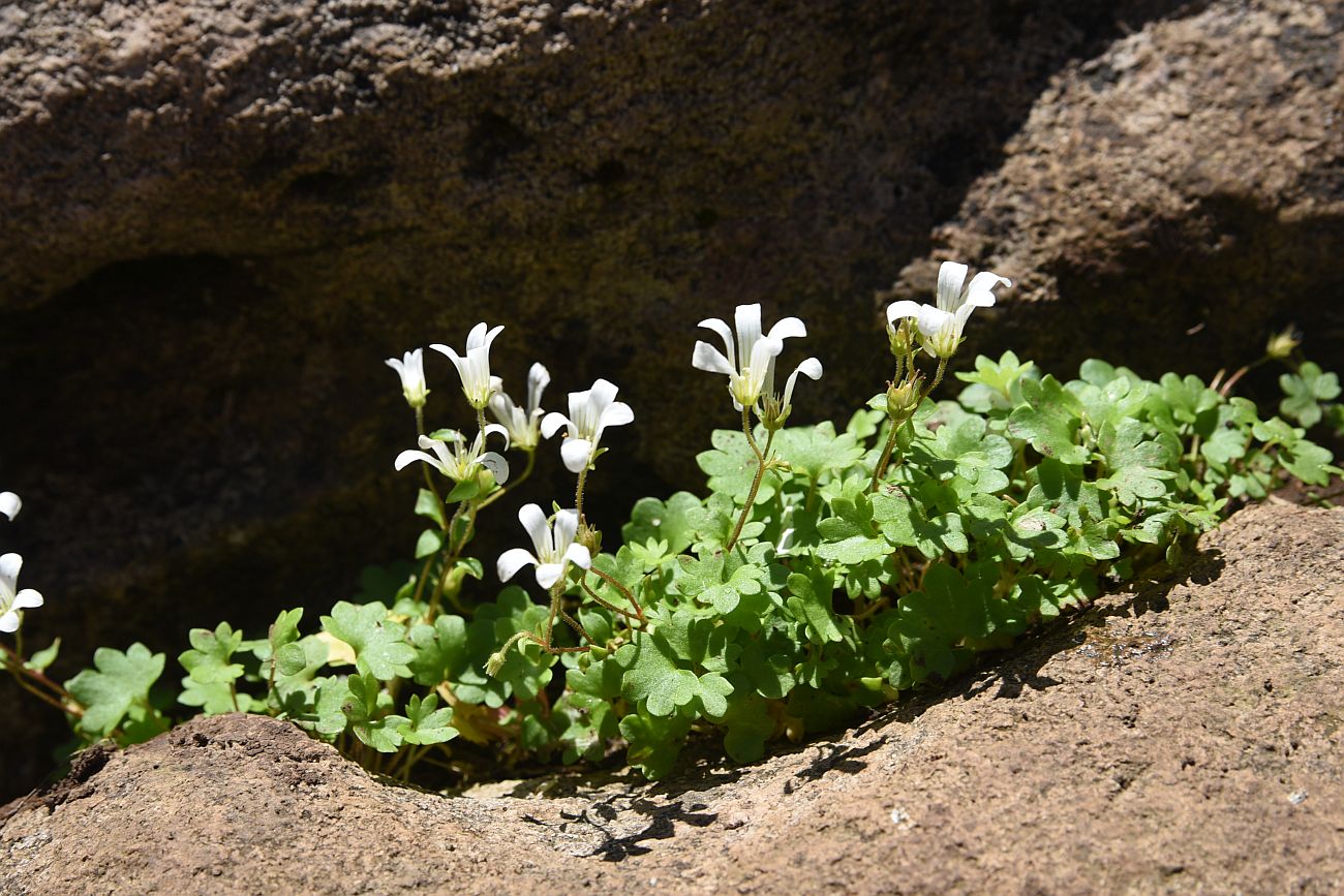 Изображение особи Saxifraga sibirica.