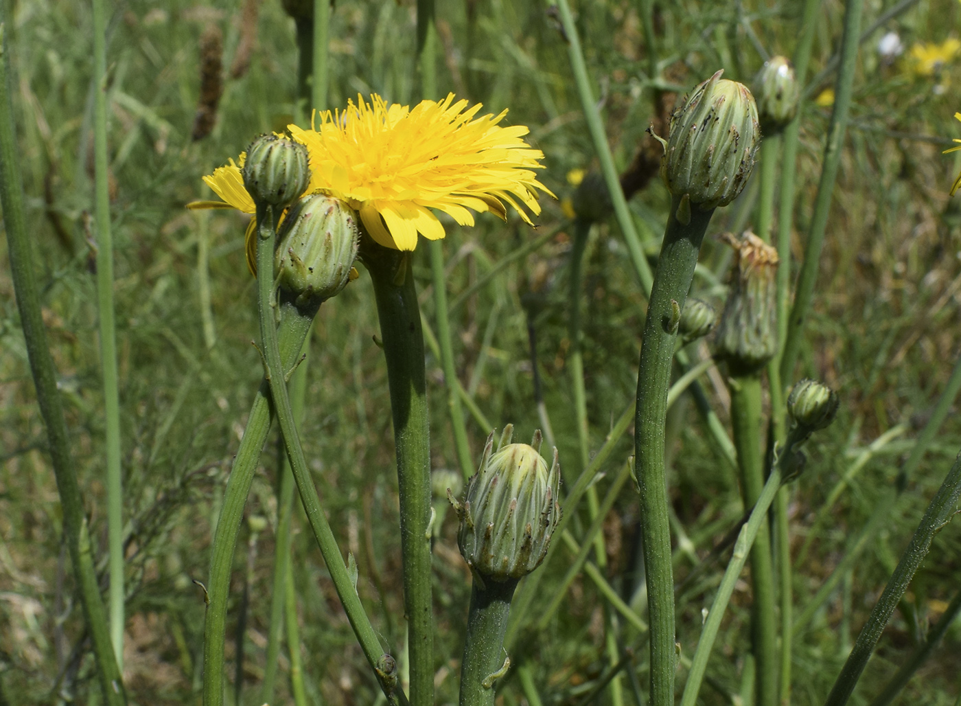 Изображение особи Hypochaeris radicata.