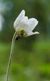 Anemone sylvestris