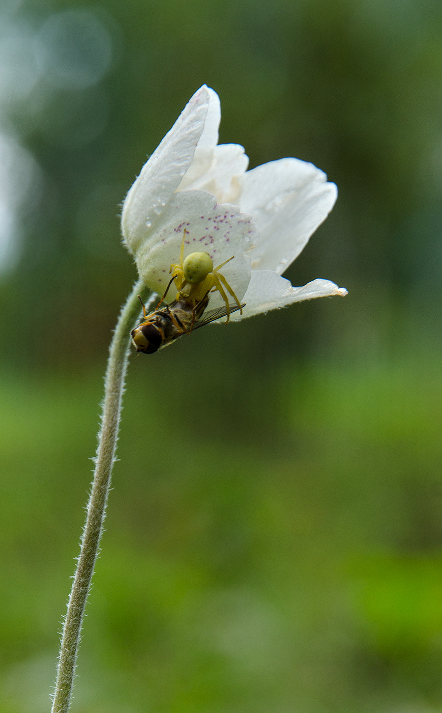 Image of Anemone sylvestris specimen.