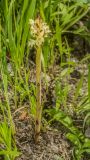 Orobanche bartlingii