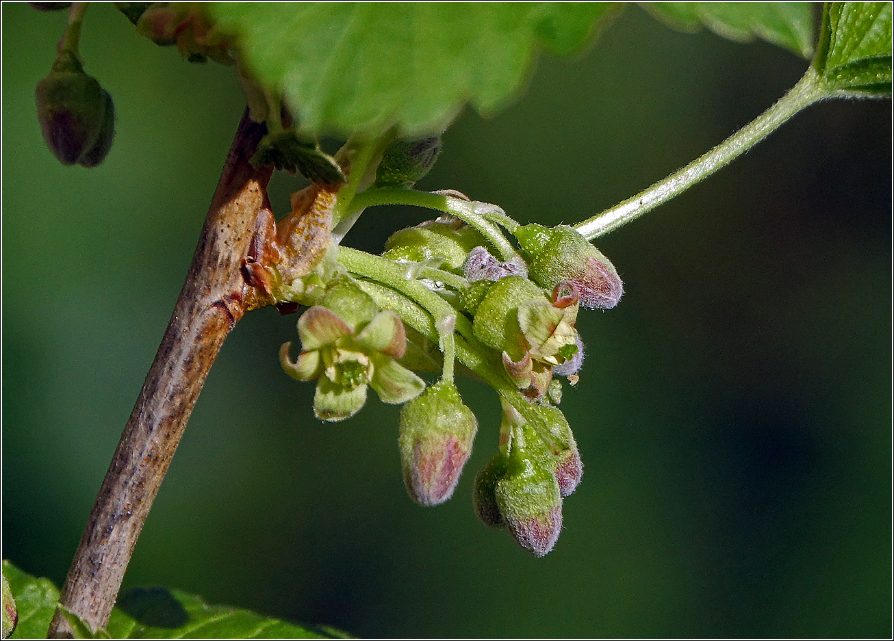 Изображение особи Ribes nigrum.
