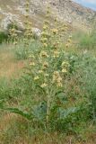 Phlomoides kaufmanniana