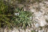 Plantago atrata. Плодоносящее растение. Кабардино-Балкария, Эльбрусский р-н, западная часть котловины оз. Донгуз-Орун, осушенный участок озера. 28 августа 2023 г.