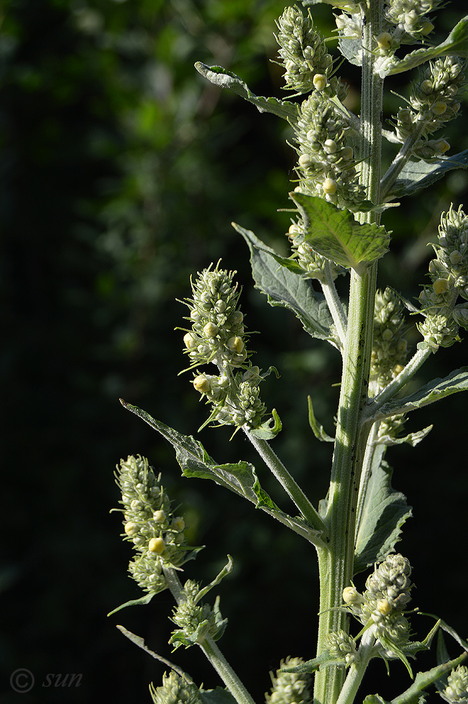 Image of Verbascum lychnitis specimen.