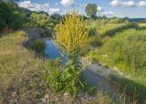 Verbascum lychnitis. Цветущее растение. Краснодарский край, Крымский р-н, окр. станицы Неберджаевская, долина р. Неберджай, на кромке обрыва высокого берега реки. 27.06.2024.