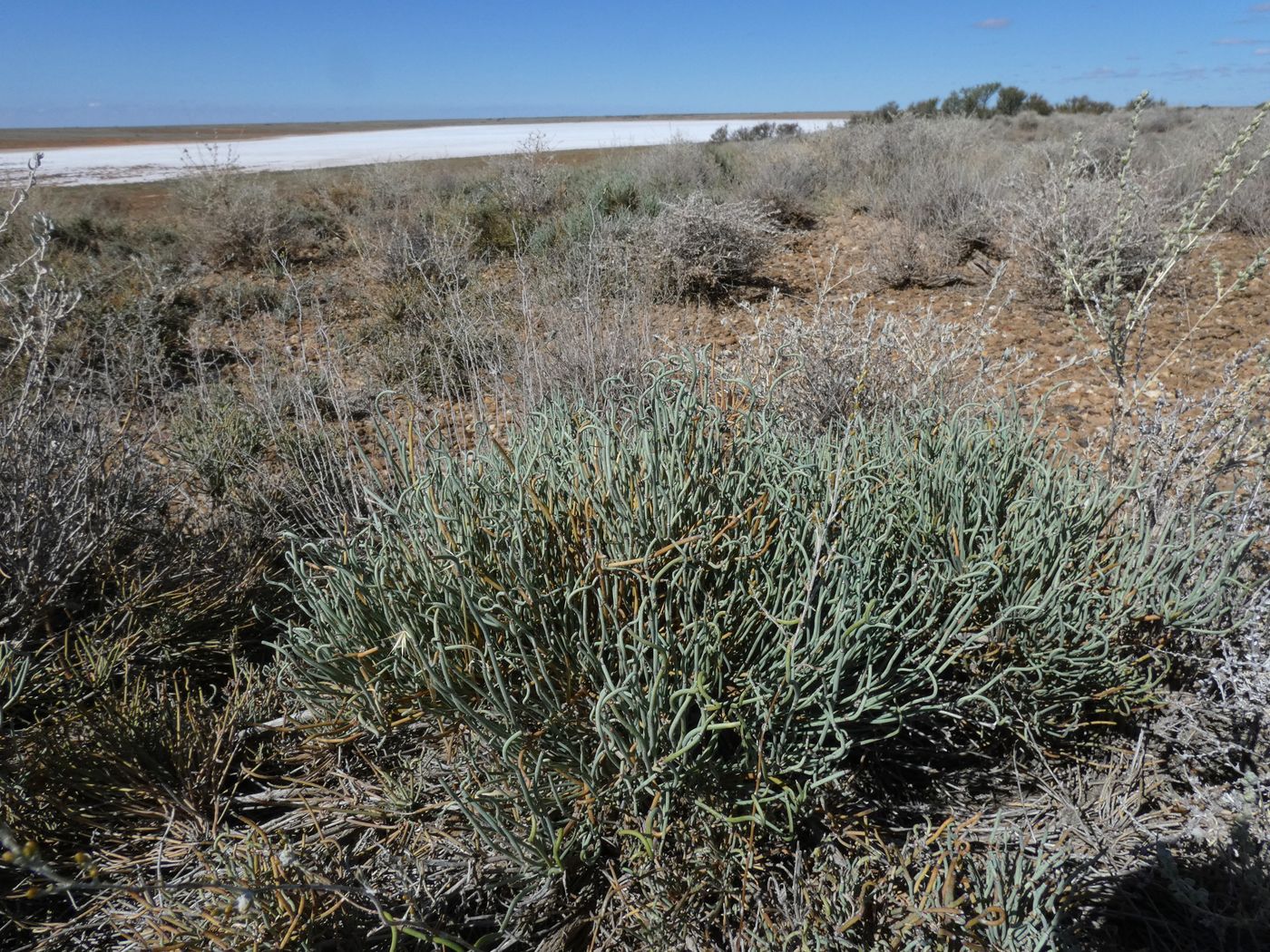 Image of Ephedra distachya specimen.
