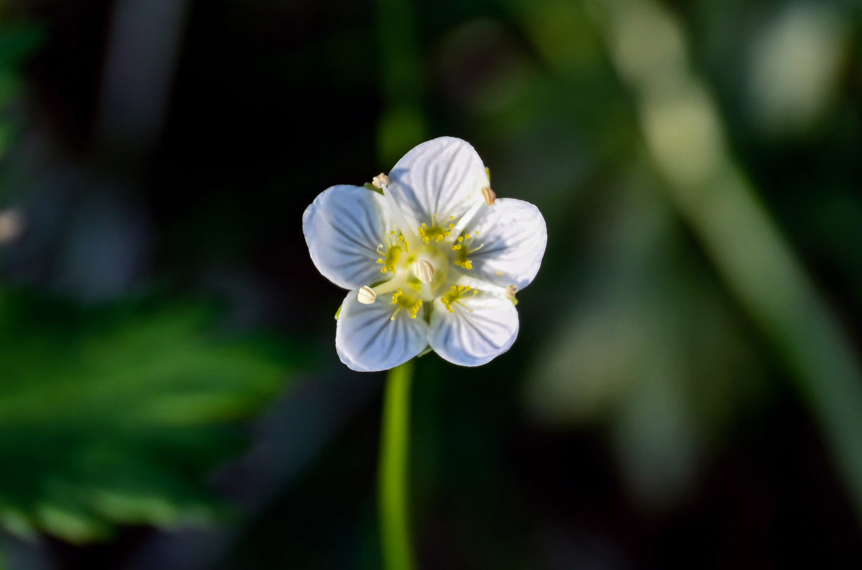 Image of Parnassia palustris specimen.