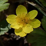 Waldsteinia ternata ssp. maximowicziana
