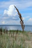 Calamagrostis meinshausenii