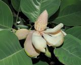 Magnolia delavayi