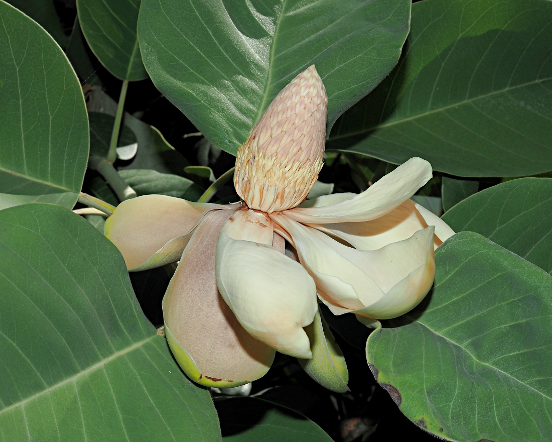 Изображение особи Magnolia delavayi.