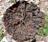 Saxifraga alberti